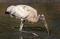 Kirms Photography Wood Storks-2